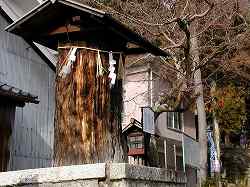 20050128yositsune (1).jpg